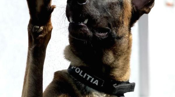 cluj napoca al doilea aeroport din romania in care cainii special dresati depisteaza bolnavii de covid 19