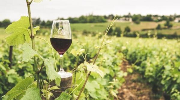 producatorii de vin din franta pagubiti de incendiile extinse