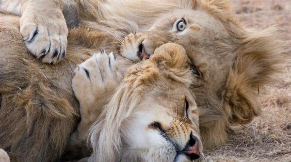 gradina zoologica unde oamenii stau in custi iar leii se plimba printre ei video