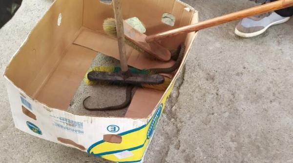 sarpe descoperit peste laditele cu rosii dintr un supermarket la bicaz chei  judetul neamt