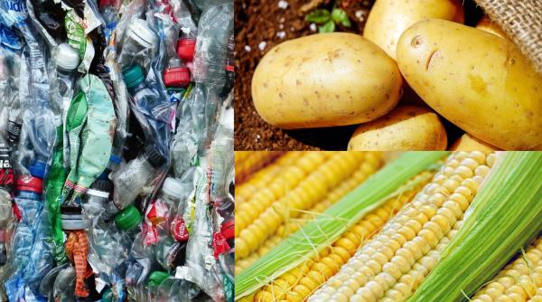 plasticul inlocuit de porumb si cartofi tanczos barna anunt in direct deja se fabrica si in romania