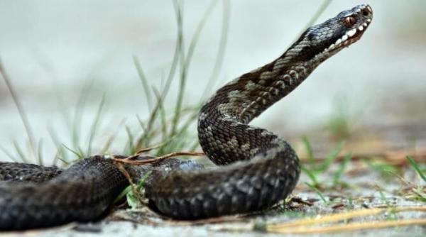 veninul de sarpe actioneaza impotriva covid 19 ce au descoperit cercetatori din brazilia