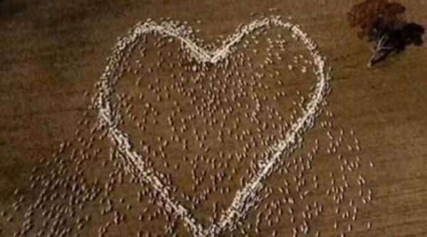 un fermier a desenat pe un camp o inima din oi cui i a dedicat acest tribut