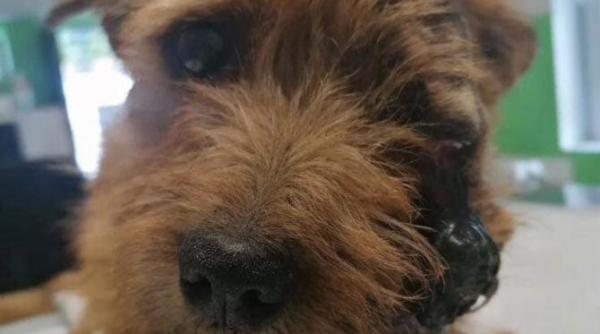 star catelusa distrusa de un om cu o petarda salvatorii spera intr o minune in animalele romaniei se loveste mult