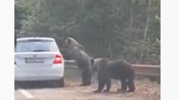 incident pe transfagarasan ursul s a napustit la femeia care il fotografia dintr o masina video