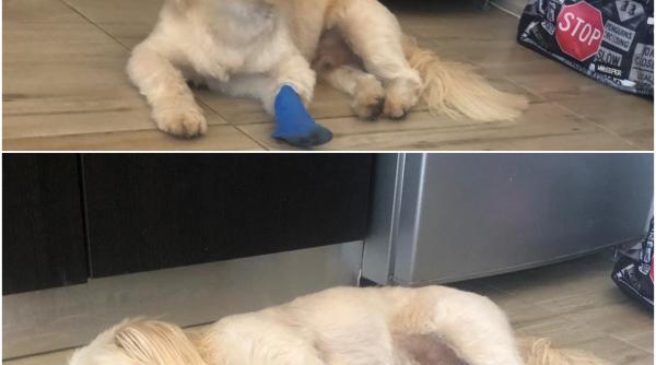 cand aud bucurestiul in 2021 ma gandesc la gunoaie sobolani capuse si ariste pericolul din iarba lui nicusor dan