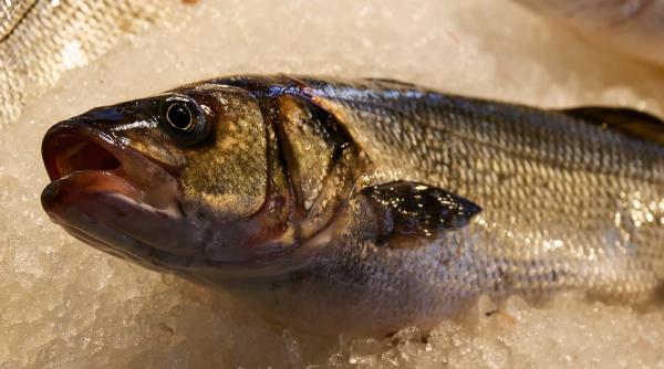 pestii din dunare pericol mare pentru sanatate medic este cancerigen