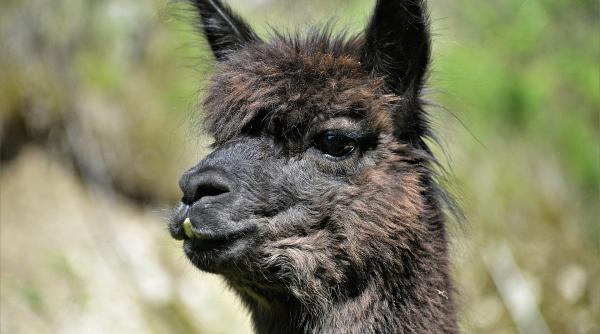 scandal in marea britanie dupa ce o alpaca a fost eutanasiata