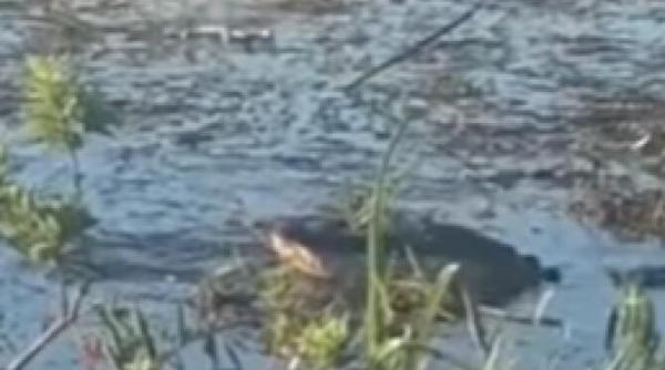 imagini terifiante un aligator inghite o drona dupa care ii explodeaza in gura video