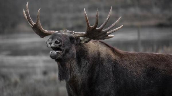 un elan a atacat o masina