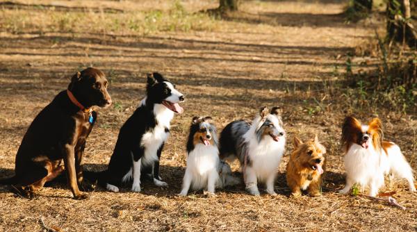 ce rasa de caine ti se potriveste in functie de zodia ta