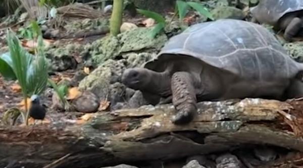 testoasa erbivora filmata in timp ce ataca si mananca un pui de pasare video