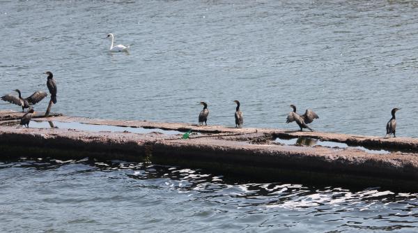 specii protejate in romania  deak gyorgy  un functionar decide fara sa si asume nicio responsabilitate  efectele le vedem noi