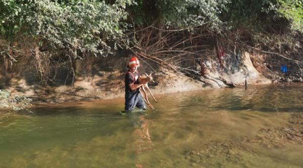 caprioara blocata in namol salvata de pompieri in pucioasa