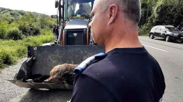 ursoaica cu un pui ucisi de locomotiva trenului industrial de pe ruta fieni moroeni din dambovita