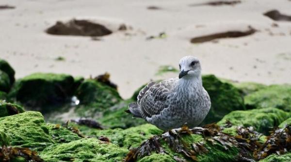 13 000 de tone de alge au fost stranse in acest sezon de pe plajele din romania