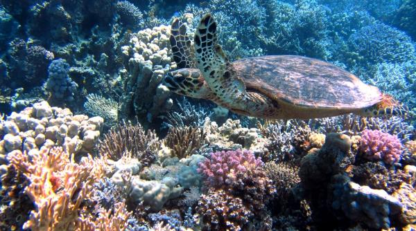 o colonie de corali cu varsta de 600 de ani a fost descoperita in marea rosie