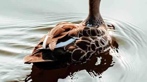 o rata a fost inregistrata cand injura prostul naibii cercetator am zis ca este o farsa video