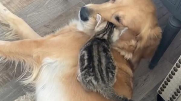 un caine golden retriever si un pisoi prieteni virali pe tik tok lectie pentru oameni video
