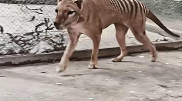 video primele imagini color cu tigrul tasmanian specie disparuta in urma cu 85 de ani