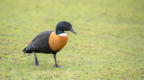 video viral cu o rata australiana care imita sunete si injura prostu naibii