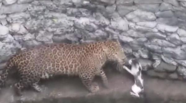 video un leopard si o pisica au ajuns fata in fata cel mai mic a castigat confruntarea