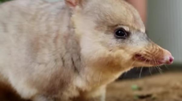 doi pui de bilby specie pe cale de disparitie s au nascut la o gradina zoologica din sydney