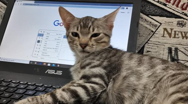 pisicile mai stresate de telemunca decat stapanii in cele 18 luni de pandemie