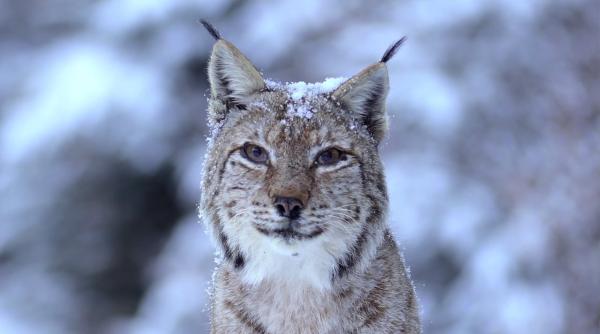 romania salbatica videoclipul melodiei centrale a documentarului a fost lansat video