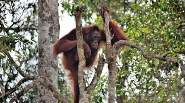 zeci de urangutani de borneo testati pentru coronavirus