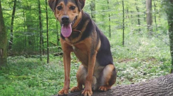 batrana din harghita disparuta de acasa ingrijita si salvata de cainele ei