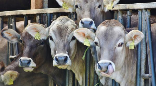 intrebari tari despre vacile invatate sa mearga la toaleta romania ar putea castiga bine din afacerea asta