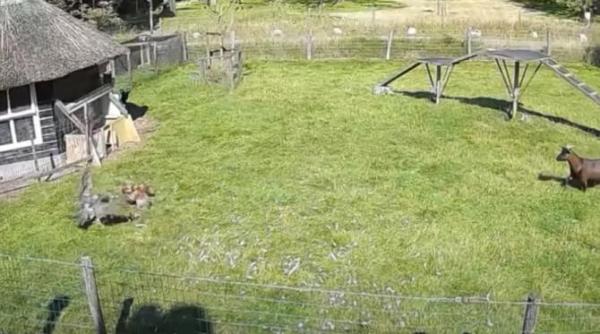 o capra si un cocos au salvat o gaina din ghearele unui uliu video viral