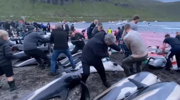val de furie in feroe dupa uciderea a peste 1 400 de delfini apa marii s a inrosit de sange video
