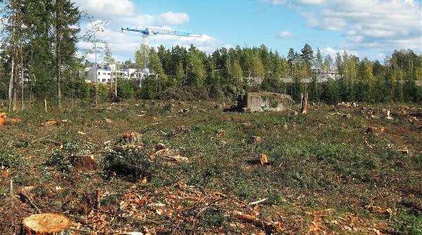 doi jurnalisti si un activist de mediu batuti intr o padure din suceava filmau un documentar despre defrisarile ilegale