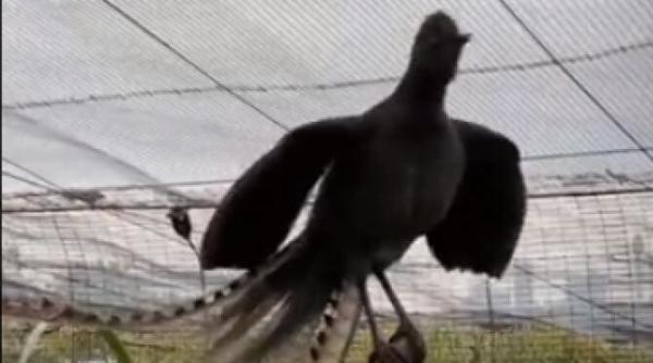 o pasare dintr o gradina zoo a invatat sa imite la perfectie tipetele unui bebelus video viral