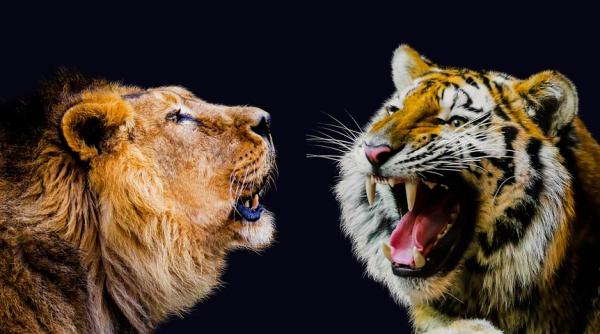 sase lei si trei tigri de la gradina zoologica din washington testati pozitiv la covid 19