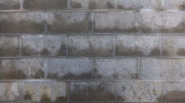 ai mucegai in casa atunci probabil experimentezi stari de anxietate si probleme respiratorii