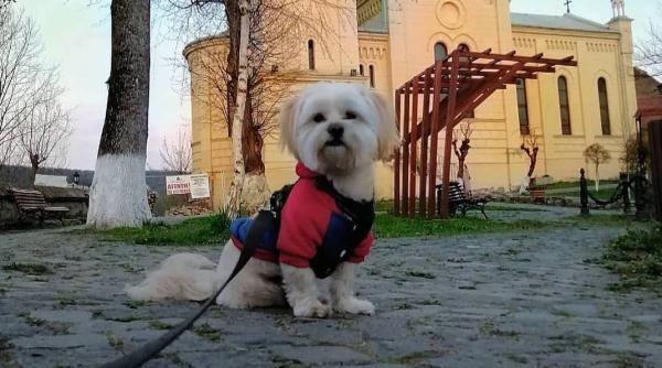 10 lucruri despre caini pe care nu le stiai