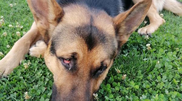 angajat al electrica acuzat ca a lovit un caine care latra intr o curte i a dat cu o teava in ochi