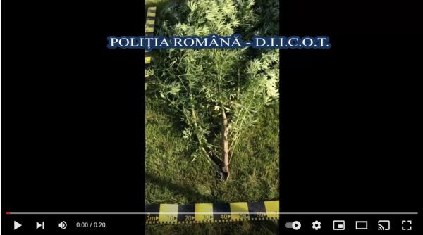 cultura de cannabis  descoperita in solarul de legume  cum arata recolta   video