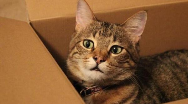 de ce pisicile iubesc cutiile