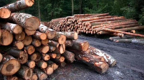 functionari publici implicati in taieri ilegale de lemne padurar trimis in judecata pentru mita