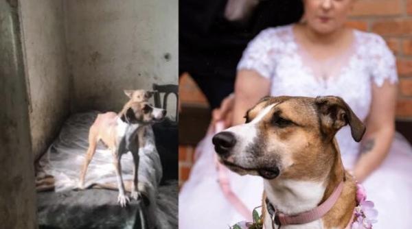 cum s a schimbat viata unei cateluse gasita captiva intr o casa dintr un sat in imagini galerie foto