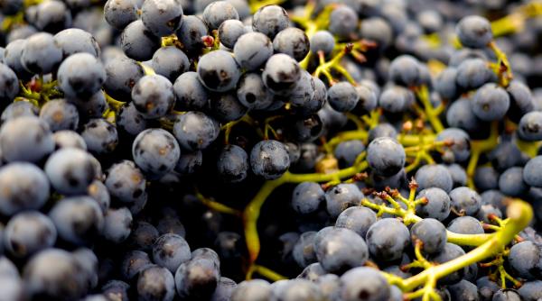 carmen bruma arata cantitatea nepericuloasa de struguri pe care o puteti manca foto