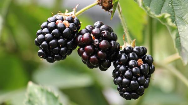 video imagini spectaculoase cu un urs care a iesit la cules de mure