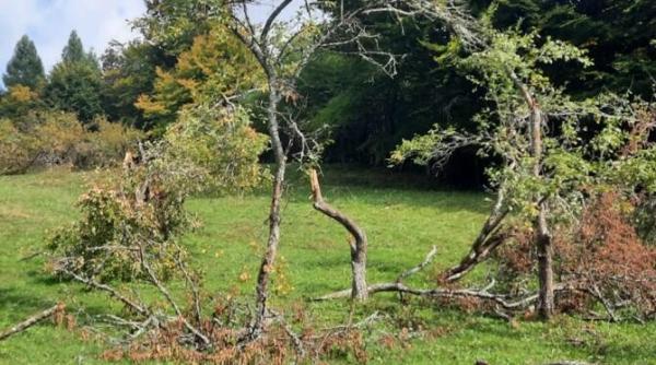 ursul a facut prapad intr o comuna din arges zeci de pomi fructiferi spintecati si pusi la pamant galerie foto