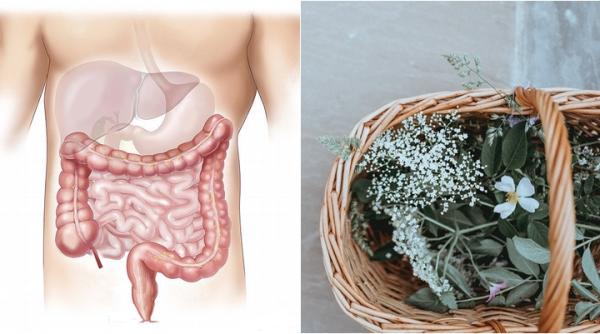 plantele care vindeca bolile ficatului 5 remedii naturale