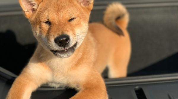 o poza cu cainele lui elon musk a dus la cresterea dogecoin