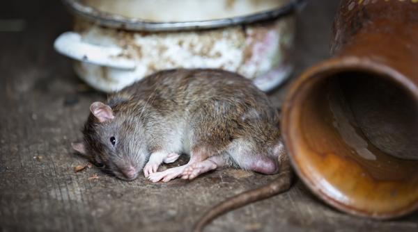 un sobolan filmat in timp ce misuna printre paturile pacientilor de la institutul de psihiatrie socola